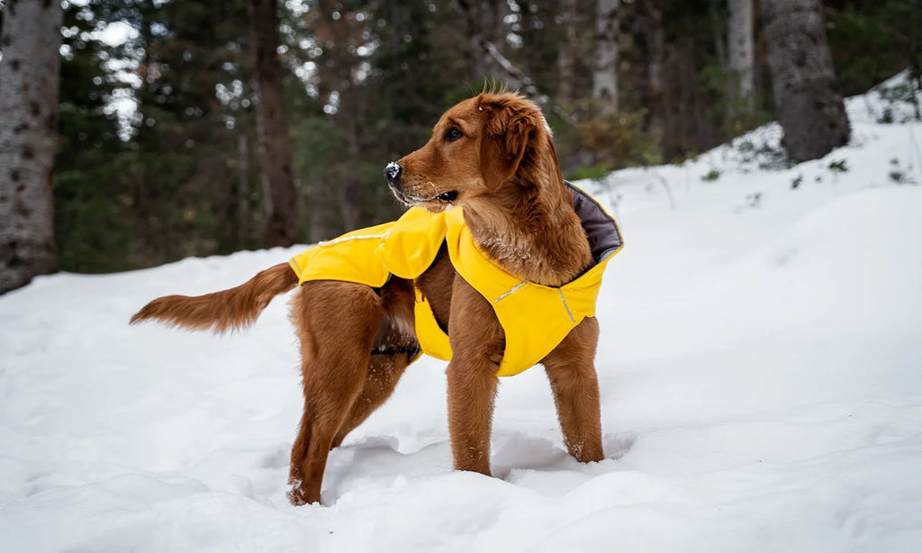 Quick Guide to Measuring Your Dog