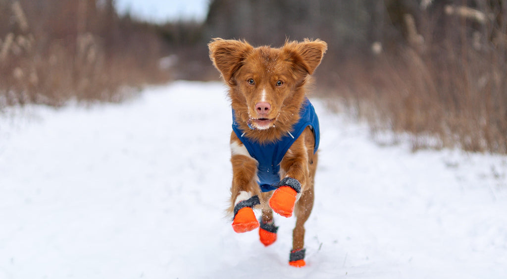 Heated Dog Vest vs. Regular Dog Vest