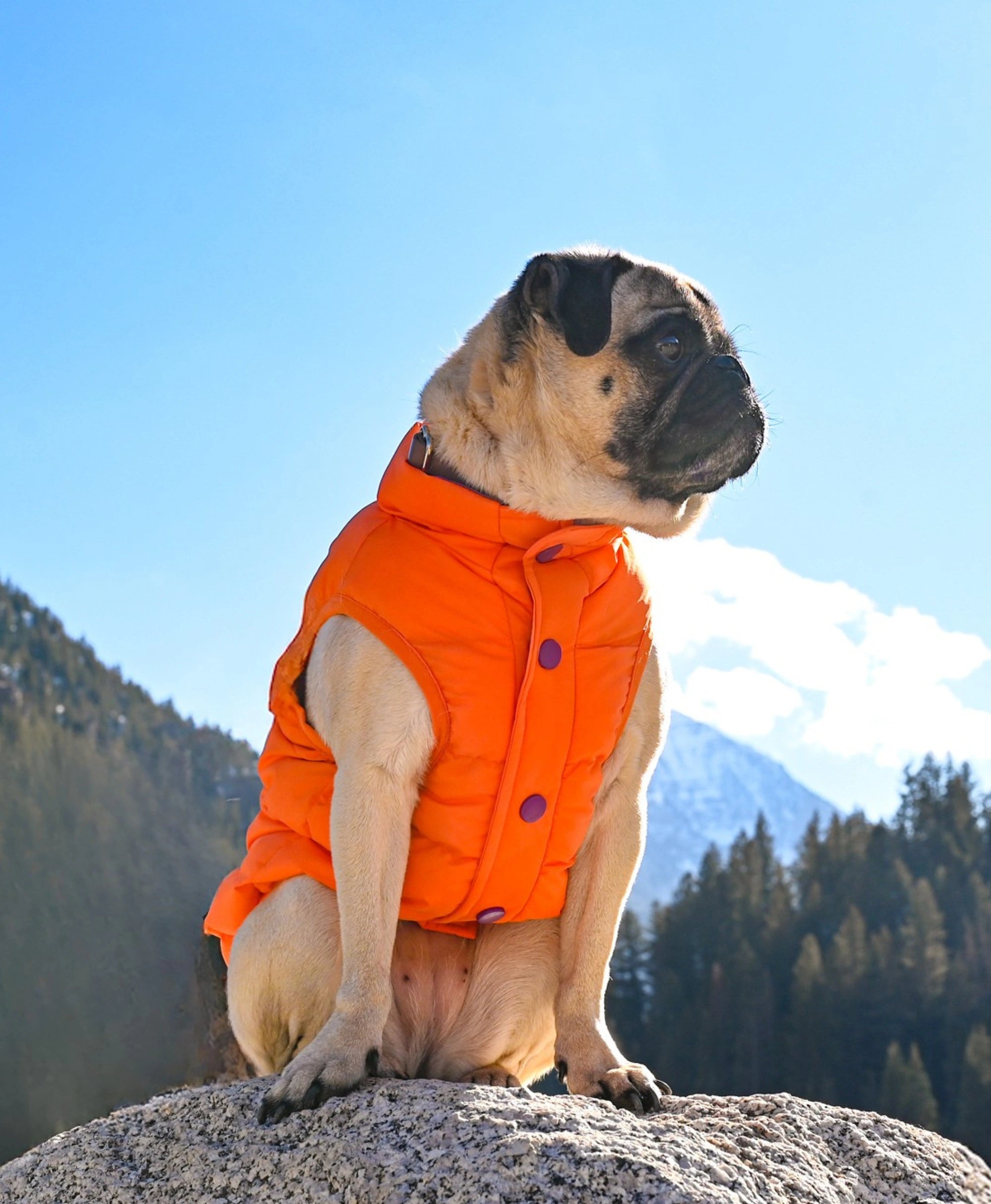 Snøwoof 3-Zone Heated Dog Puffer Vest, Thumbnail 35