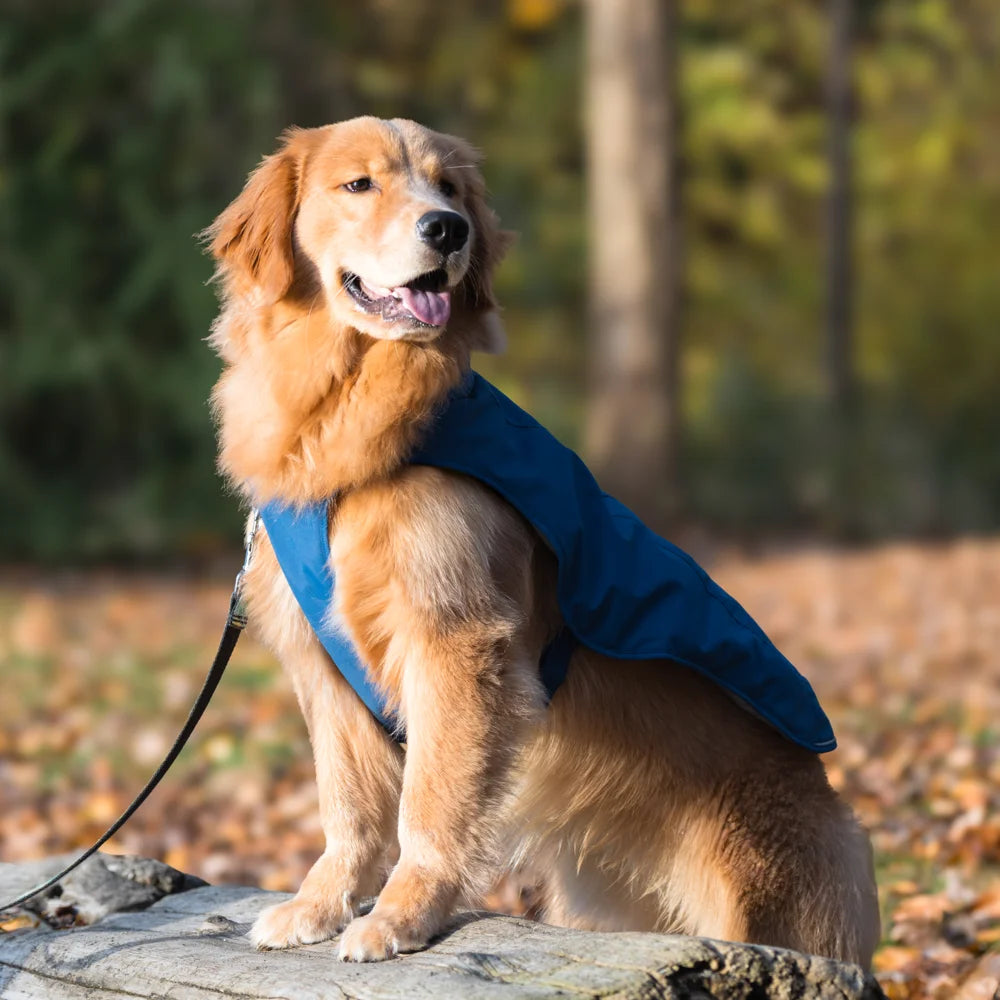 Koldpwoof Heated Dog Vest-blue