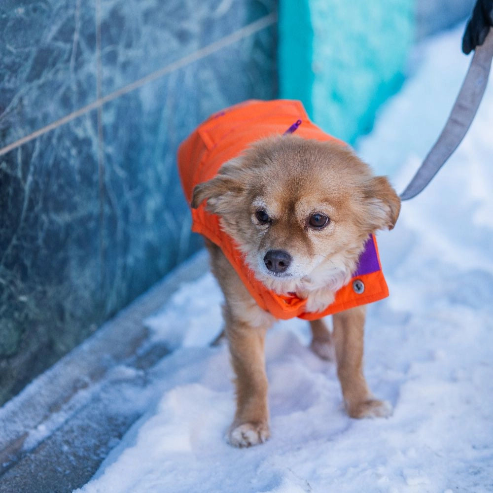 Snøwoof 3-Zone Heated Dog Puffer Vest